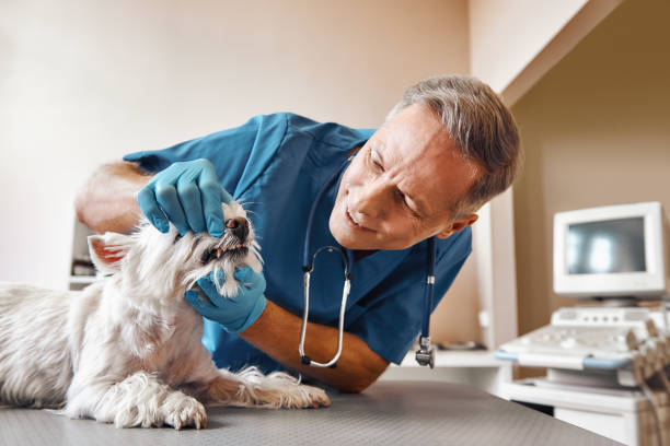 Best Tooth Infection Emergency Dentist  in Conneaut, OH